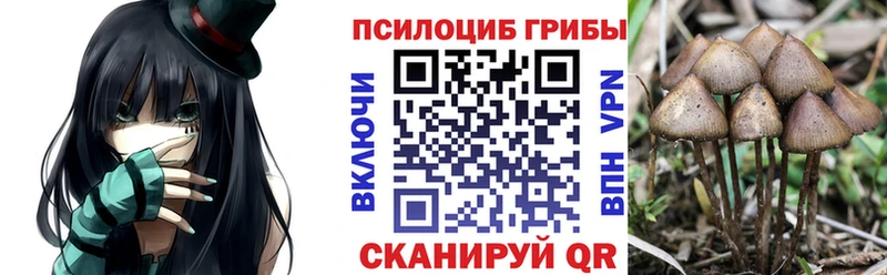 mega рабочий сайт  где можно купить   Сокол  Галлюциногенные грибы мицелий 